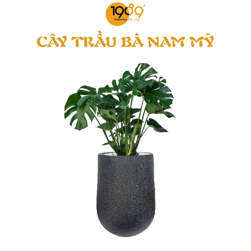 Cach dat cay trau ba dep trong phong khach voi anh sang tu nhien